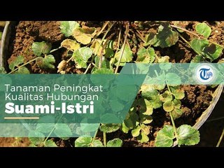 Purwaceng, Tanaman Peningkat Vitalitas dari Dieng