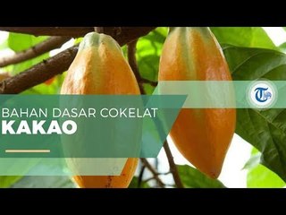 Kakao - Bahan Utama Cokelat
