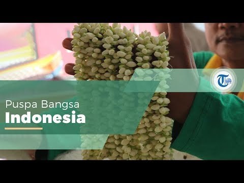 Bunga Melati, Salah Satu Tanaman Perdu yang juga Menjadi Simbol Nasional