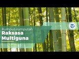 Tanaman Bambu, Tanaman Jenis Rumput rumputan Raksasa yang Tumbuh Subur di Daerah Tropis Asia