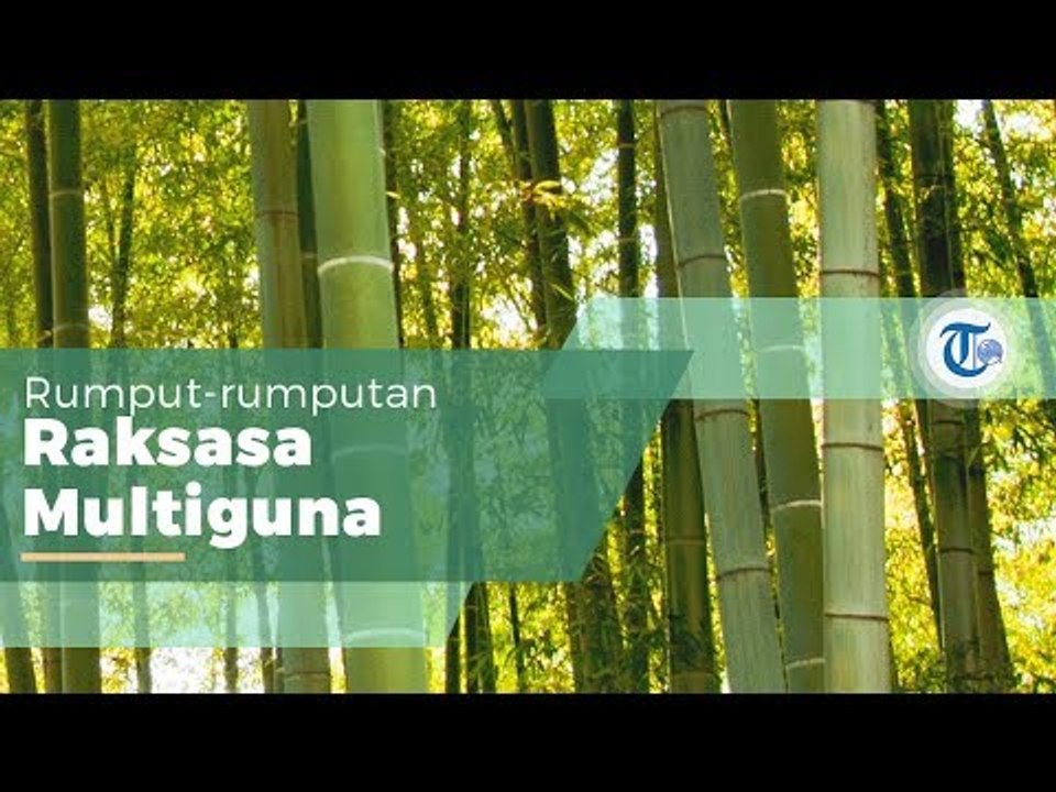 Tanaman Bambu, Tanaman Jenis Rumput rumputan Raksasa yang Tumbuh Subur di Daerah Tropis Asia