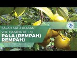 Pala - Diincar Bangsa Eropa Sejak Dulu Kala