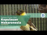 Burung Kenari atau Serinus Canaria, Burung yang Memiliki Habitat Asli di Kepulauan Makaronesia, Samu