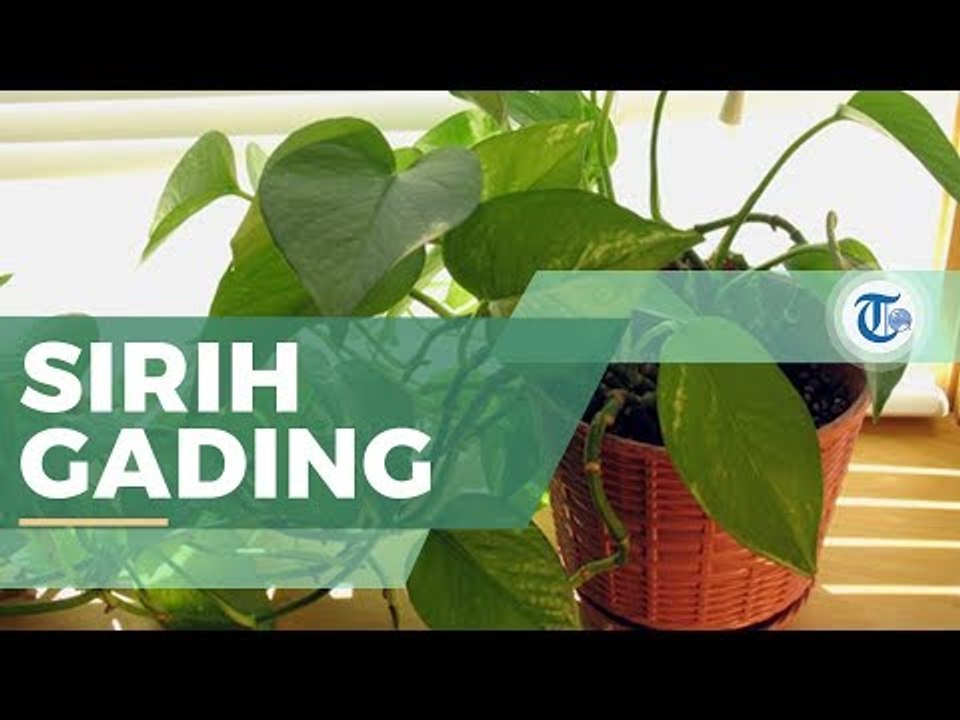 Sirih Gading