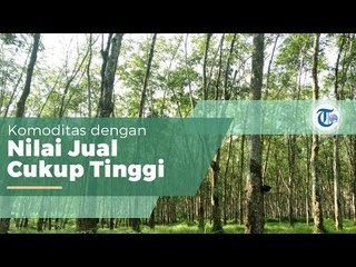 Tanaman Karet, Tanaman Penghasil Getah yang Disebut Lateks, Bahan dari Karet