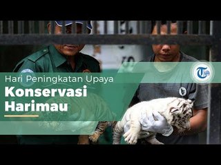 Hari Harimau Sedunia atau International Tiger Day, Hari Pengingat Upaya Penyelamatan Harimau