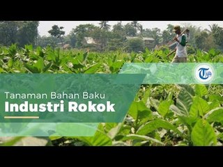 Tembakau, Tanaman yang Penanamannya Dimulai Orang orang Portugis Abad ke 17 di Pulau Jawa