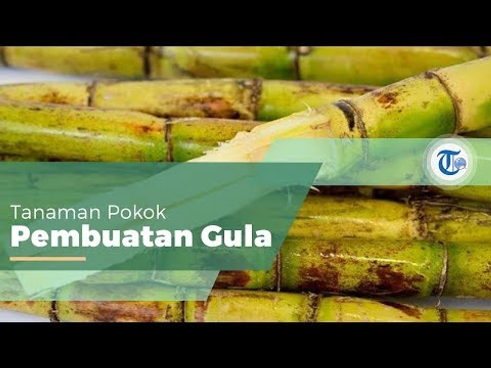 Tebu, Jenis Tanaman Perkebunan yang Tumbuh di Dataran Rendah dan Hanya Dapat Tumbuh di Iklim Tropis