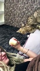 Kitty Meows for Morning Coffee