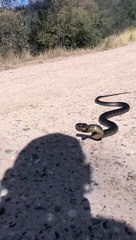 Eastern Brown Snake Shows Defensive Display