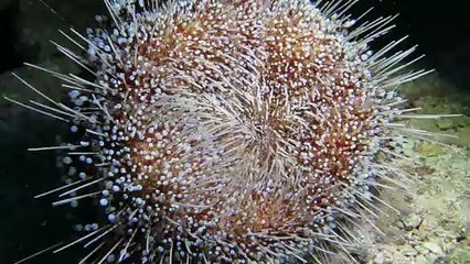 Fascinating Fire Urchin Frolics on Sea Floor