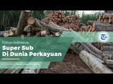 Pohon Sengon - Pohon Dengan Usia Panen Pendek