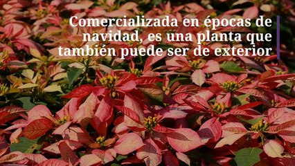 10 plantas de interior con flor