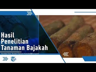 Iniliah Hasil Penelitian Tanaman Bajakan