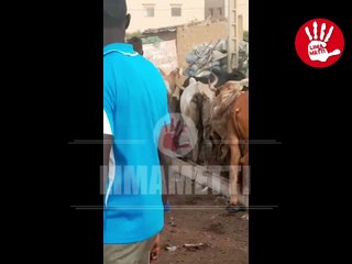 Magal Touba 2019 : Sokhna Aïda déjà au Mali pour l'achat de boeufs