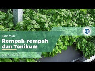 Tanaman Basil