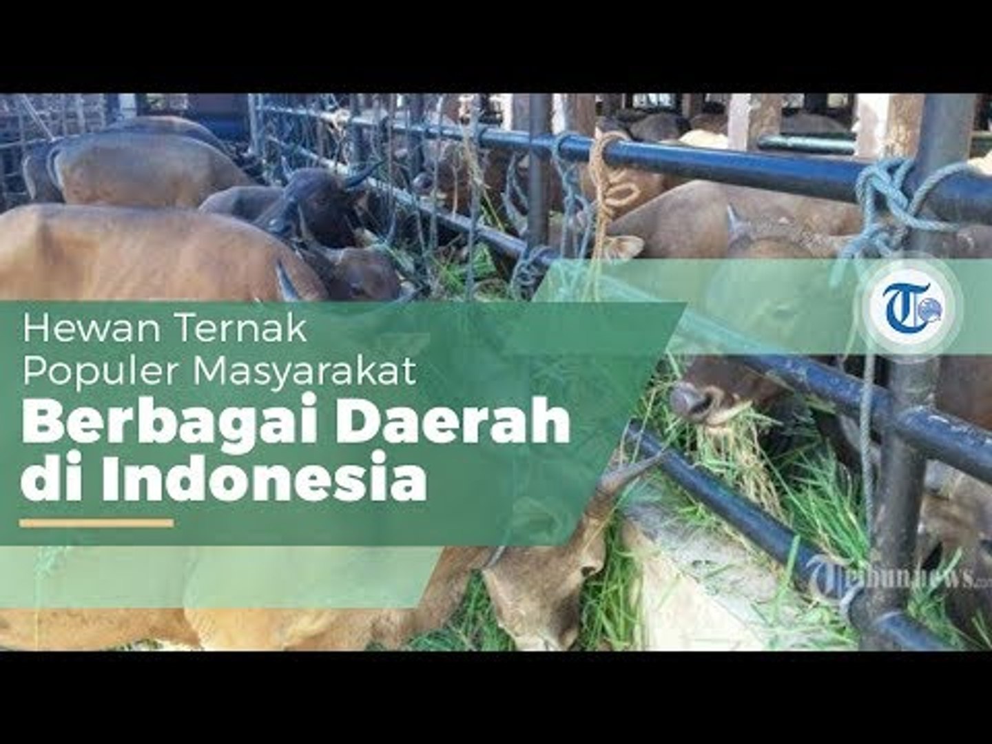 Sapi Hewan Ternak Anggota Suku Bovidae Dan Anak Suku Bovinae