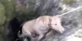 Vídeo viral: El impresionante rescate de los bomberos a dos perros atrapados en un pozo