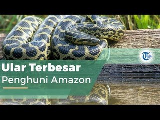 Anakonda, Ular dengan Ukuran Raksasa