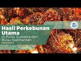 Kelapa Sawit, Komoditi Perkebunan Terbesar di Indonesia Sekaligus di Dunia