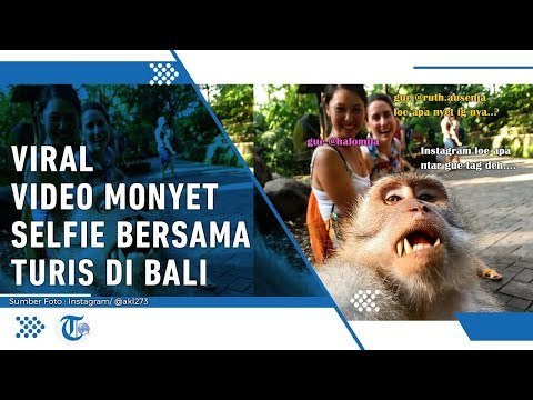 Viral, Video Cara Monyet Selfie Diambil di Monkey Forest Ubud Bali