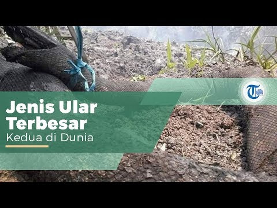 Ular Piton Raksasa, Keluarga Ular Piton yang Juga Disebut Ular Piton Raja dan Anaconda Indonesia