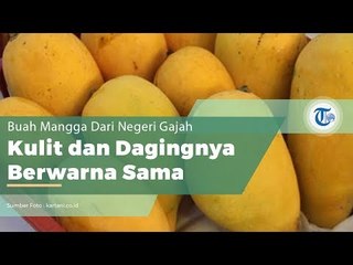 Mangga Chokanan, Mangga Khas Thailand