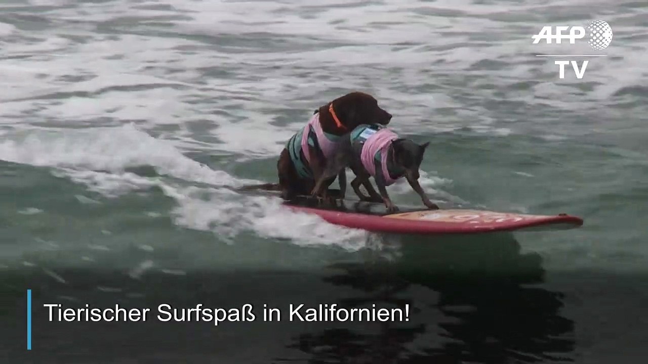 Tierischer Surfspaß in den USA