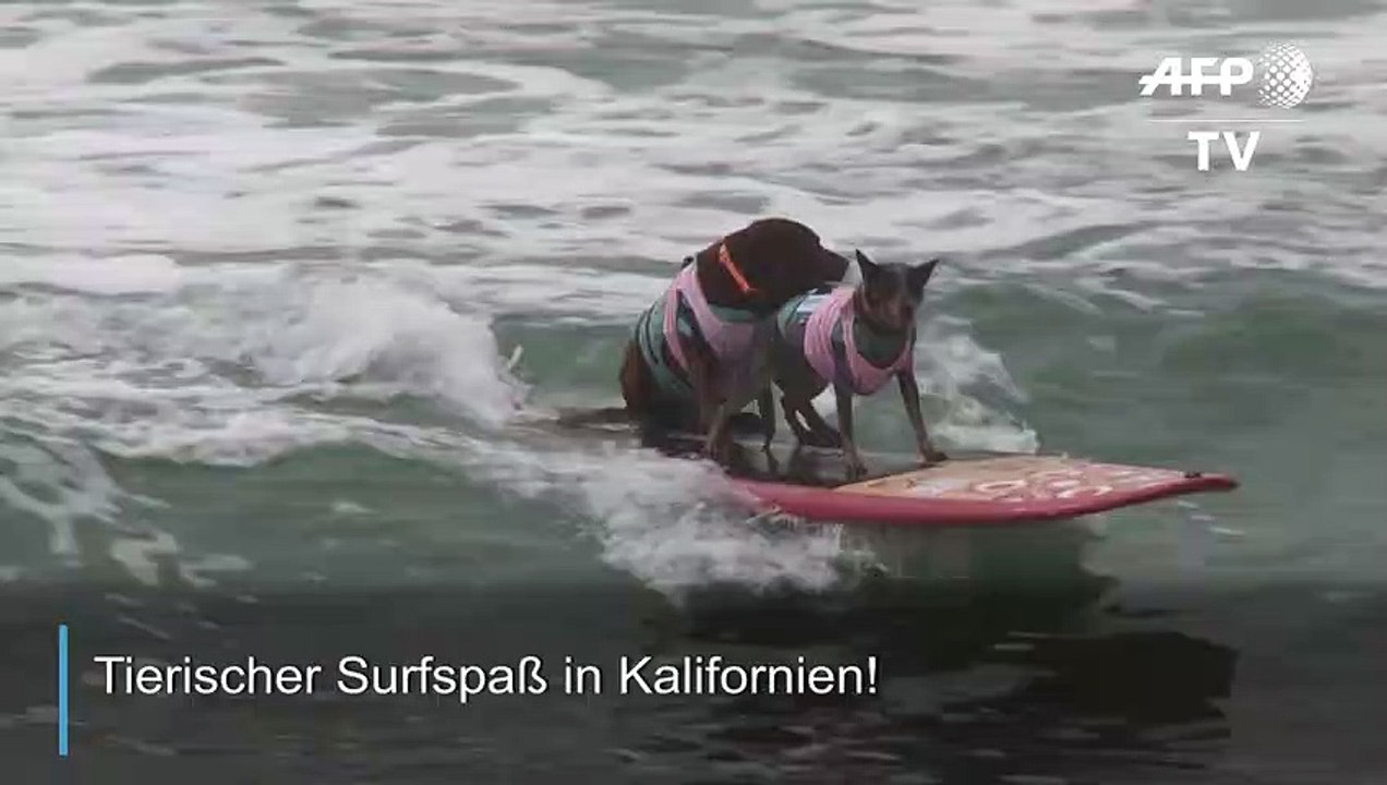 Tierischer Surfspaß in den USA