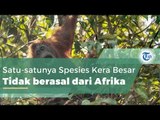 Orangutan, Hewan yang Masuk Critically Endangered IUCN