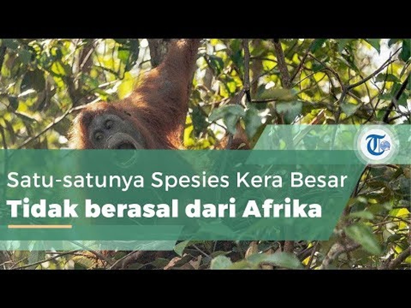 ⁣Orangutan, Hewan yang Masuk Critically Endangered IUCN