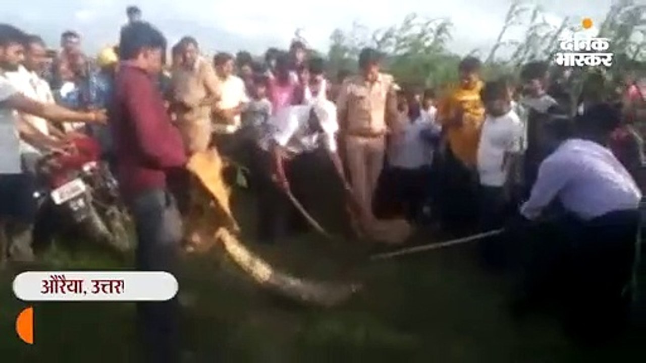 मोर को निगल गया 50 किलो वजनी अजगर, वन विभाग ने...