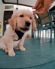 Ce chien adore les croquettes regardez comment il se gave
