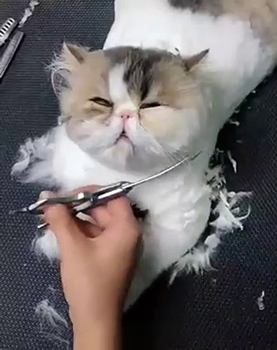 Une véritable princesse ! Ce gros matou adore se faire pomponner, elle s'offre une petite coupe de cheveux