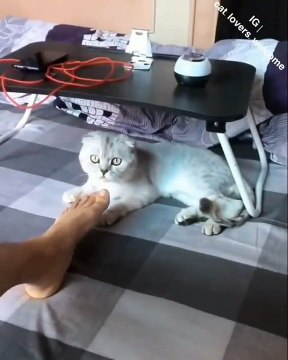 Ce chat est bien satanique... Découvrez sa réaction après avoir senti les pieds de son maître ; on s'attendait au pire là ! Humain ton pied pue