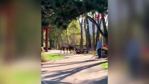 Abd'de vahşi yaşam parkı ziyaretçilerine geyik saldırdı