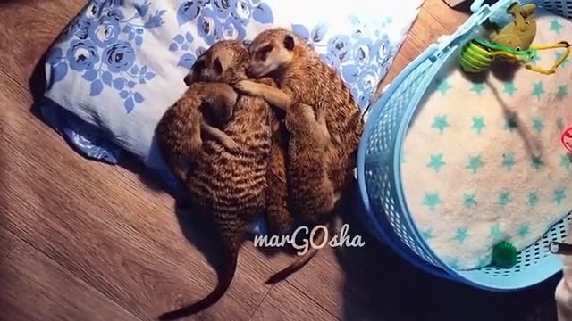 Famille idéale ! Quand papa, maman et les enfants font dodo ensemble..Ils font le bonheur de leurs maîtres et du Web