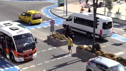 Sokak köpeği yaya geçidinde yeşil ışığı bekledi