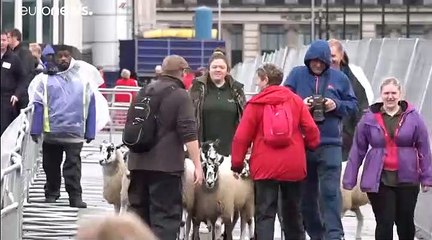 شاهد: الخرفان تجوب شوارع لندن في تقليد عمره ثمانية قرون