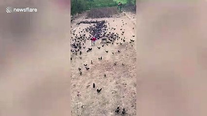 Farmer manages to form the number 70 out of chickens to celebrate China's upcoming National Day