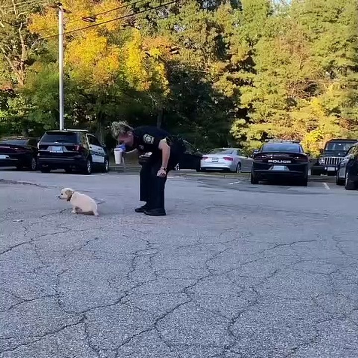 WARNING ! Course poursuite entre un agent de la police et un adorable chiot... MDR