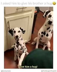 Ces deux fréres dalmatiens amusent le web sous le regard amusé de leur maitresse