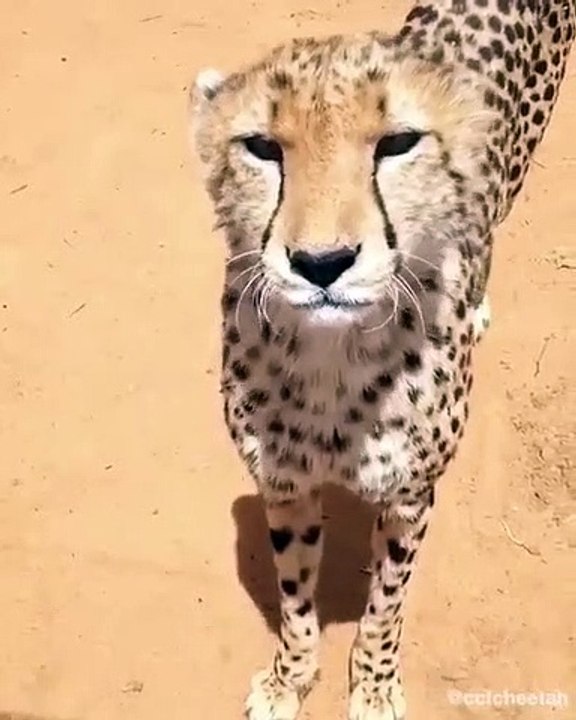 Découvrez l'étonnant cri de ce guépard... Le félin a un cri auquel on ne s'attend vraiment pas !