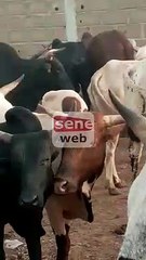 Sokhna Aida Diallo au Mali pour acheter des boeufs pour le Magal