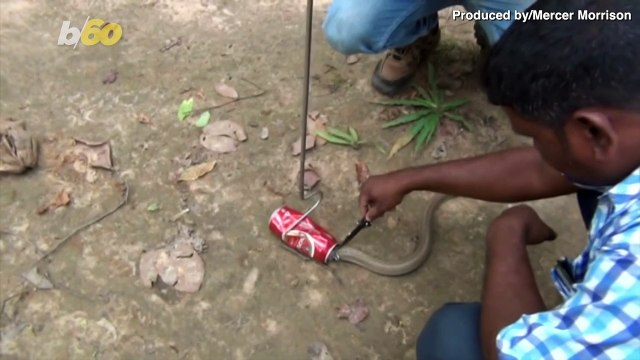 Beer With Bite! Venomous Snake With Head Trapped In Beer Can Freed By Rescuers!