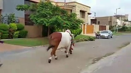 Qurbani Of Bull Part 1 | 2019 | Eid - e - Qurban