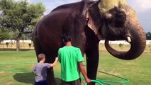 الأطفال في حديقة الحيوان ,  فيديو مضحك للاطفال