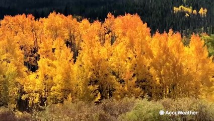 Stunning! Colorado trees pop with vibrant colors as fall gets underway