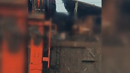 "폐기물 운반차에 돼지 사체가 수북"...무슨 일이? / YTN