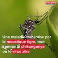 Rhône-Alpes : le moustique tigre gagne du terrain, la dengue aussi